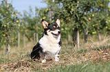 CORGI PEMBROKE 151